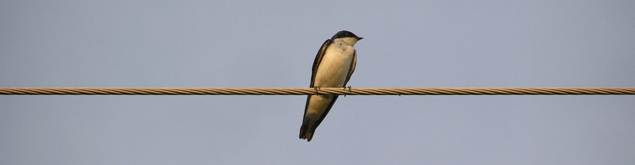 This swallow is decoding our  CW. Photograph by Denny Boehler - KF4TJI of Leesburg, VA.