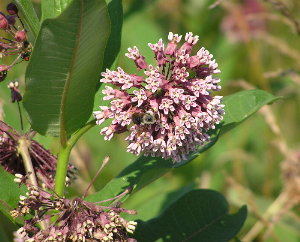 A Preserve Attracts Many Beautiful Creations. Photograph by Denny Boehler - KF4TJI of Leesburg, VA.